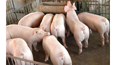 上海邦森总结分享控住猪病毒性腹泻的4个方法。