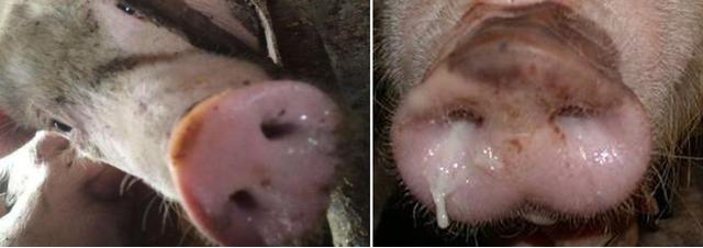 猪呼吸道疾病